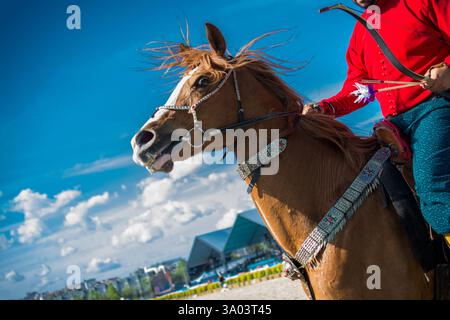 La testa di un cavallo all'aperto con cablaggio parziale in vista Foto Stock