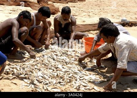 Cernita di pesci da parte dei pescatori sulla spiaggia di Kunkeshwar, Devgarh, Konkan, Maharashtra, Sindhudurg, India, Asia Foto Stock