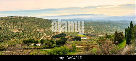 Molti olivi con olive nere mature che crescono nelle piantagioni in filari in Andalusia vicino a Jaen, Spagna, produzione di olio d'oliva Foto Stock