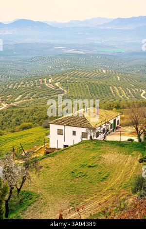 Case di campagna e agricoltura vicino a campi infiniti di ulivi a Jaen, Andalusia. Foto Stock