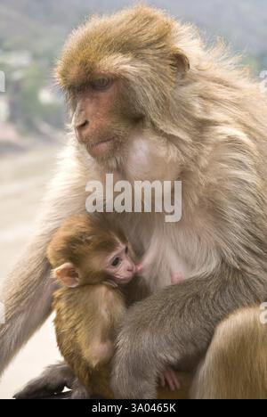 Rhesus macaque macaca mulatta con giovane, Rishikesh, Uttaranchal Uttarakhand, India maggio-2009 Foto Stock
