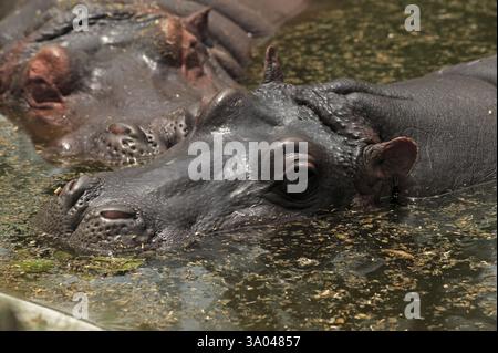 Hippo Potemus, zoo di Delhi, delhi, India, Asia Foto Stock