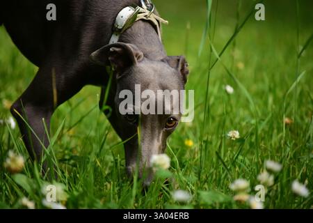 Piccolo levriero italiano che profuma di fiori Foto Stock