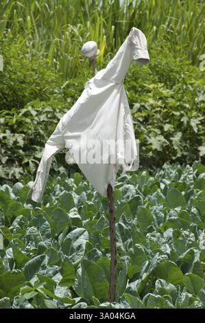 Lo Spaventapasseri in azienda agricola di cavolfiore brassica oleracea, Ozar, Pune, Maharashtra, India 2010 Foto Stock