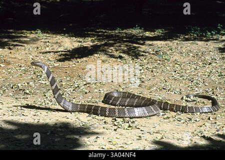 Serpente, re cobra ophiophagus hannah Foto Stock