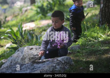 Tulkarm, Palestina. 2 marzo 2025. Un ragazzo palestinese sfollato prende i fiori mentre la sua famiglia fugge dal campo profughi di Nur Shams a est di Tulkarm in mezzo a un'offensiva di una settimana nella Cisgiordania occupata. Israele ha lanciato una grande incursione militare nella Cisgiordania occupata che ha sfollato più di 40.000 palestinesi e distrutto decine di case. Credito: SOPA Images Limited/Alamy Live News Foto Stock