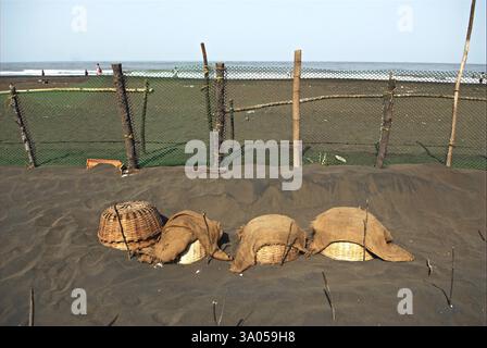 Uova di tartaruga di oliva sepolte sotto sabbia per la schiusa nel villaggio di coasTaj Velas Ratnagiri, Maharashtra, India 26-aprile-2009 Foto Stock