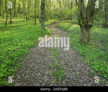 Sentiero escursionistico attraverso la soleggiata foresta decidua in primavera, anemoni di legno coprono il terreno, vicino a Laucha, Sassonia-Anhalt, Germania, Europa Foto Stock
