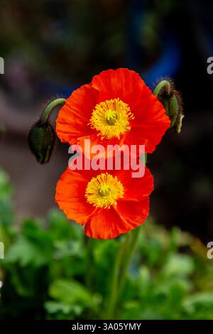 Papavero rosso islandese, fiore di Oreomecon nudicaulis Islanda Papaveri che crescono nella California meridionale Foto Stock