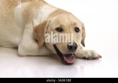 Labrador retriever giallo maschio, rilassante, India, Asia Foto Stock
