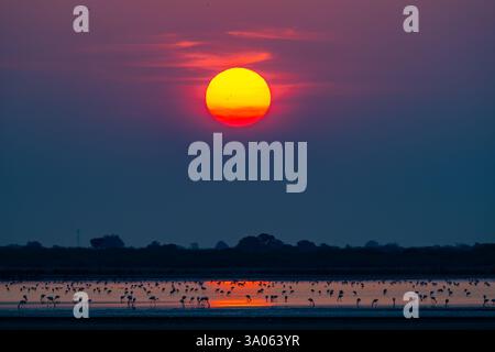 Alba su un lago dove migliaia di fenicotteri e altri uccelli acquatici svernano. Gujarat, India. Foto Stock