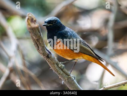 Un maschio Black Redstart (Phoenicurus ochruros) arroccato su un ramo. Gujarat, India. Foto Stock