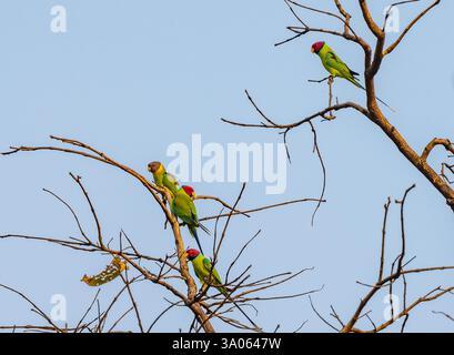 Diversi Parakeets a testa di prugna (Psittacula cyanocephala) arroccati su un albero. Maharashtra, India. Foto Stock