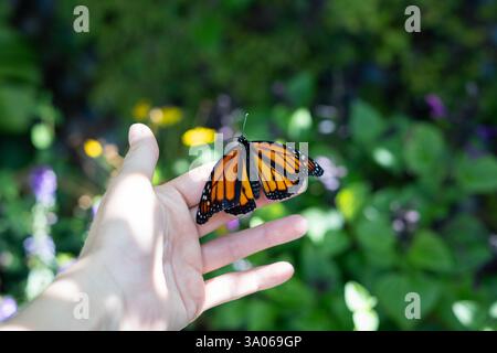 Una farfalla monarchica con ali arancioni e nere vibranti che poggiano su una mano aperta con sfondo verde tropicale, a simboleggiare la libertà e la trasformazione Foto Stock