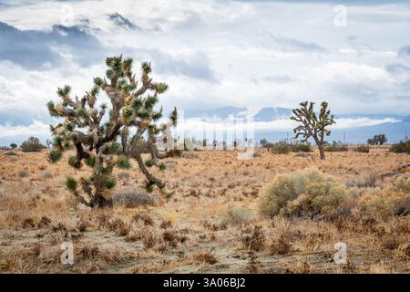 Gli alberi di Giosuè (Yucca brevifolia) si stagliano contro le lontane montagne nel deserto del Mojave in California in inverno. Foto Stock