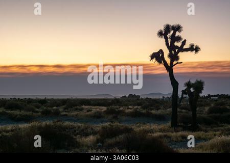 Gli alberi di Giosuè (Yucca brevifolia) sono sagomati contro il fumo di un lontano incendio nel deserto del Mojave in California all'alba. Foto Stock