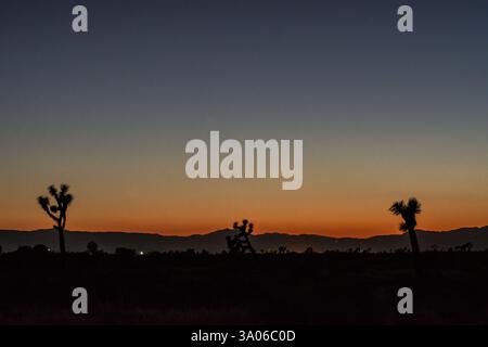 Diversi alberi di Giosuè (Yucca brevifolia) sono sagomati contro il cielo mentre il sole tramonta sulla Antelope Valley della California nel deserto del Mojave. Foto Stock