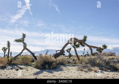 Gli alberi di Giosuè contorti e collassanti (Yucca brevifolia) si stagliano contro il cielo nel deserto del Mojave in California. Foto Stock