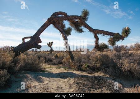 Gli alberi di Giosuè contorti e collassanti (Yucca brevifolia) si stagliano contro il cielo nel deserto del Mojave in California. Foto Stock