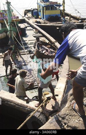I pescatori spostano le catture di pesca dai pescherecci da traino al Sasson Dock di Bombay Mumbai, Maharashtra, India, Asia Foto Stock
