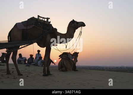 Uomini con cammelli che riposano nel deserto, Khuri Khuhri, Jaisalmer, Rajasthan, India, Asia Foto Stock