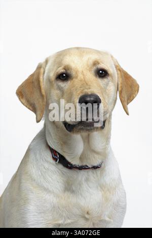 Labrador retriever giallo maschio, senza parole, India, Asia Foto Stock