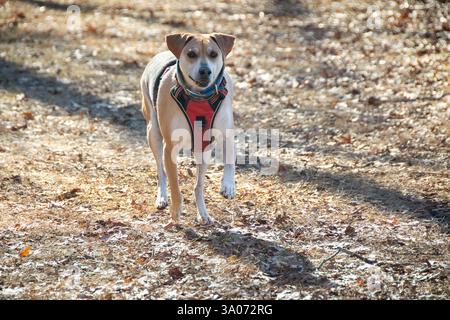 Un mix di beagle, il cane adulto gioca in un'area boscosa all'inizio della primavera Foto Stock