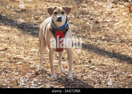 Un mix di beagle, il cane adulto gioca in un'area boscosa all'inizio della primavera Foto Stock