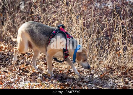 Un mix di beagle, il cane adulto gioca in un'area boscosa all'inizio della primavera Foto Stock