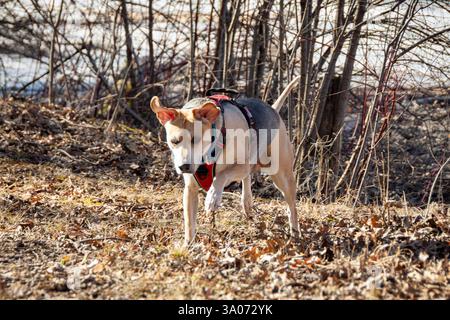 Un mix di beagle, il cane adulto gioca in un'area boscosa all'inizio della primavera Foto Stock