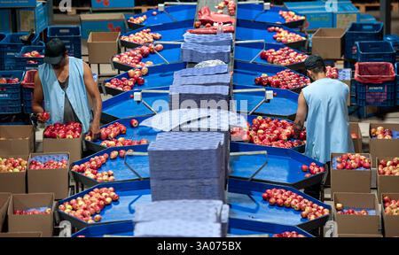Rio grande do sul, Brasile - 06 gennaio 2023: Lavoratori che selezionano le mele su un nastro trasportatore in una fabbrica di trasformazione alimentare Foto Stock