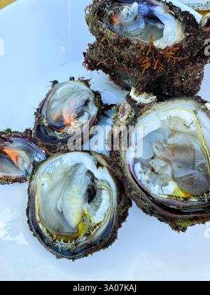 Ostriche appena raccolte servite su un piatto bianco presso un mercato costiero di pesce Foto Stock