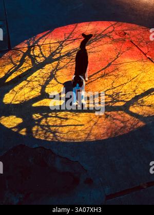 Una foto affascinante di un gatto bianco e nero che si estende all'interno di un cerchio luminoso di ombre degli alberi. Le tonalità calde contrastano splendidamente con la surr scura Foto Stock