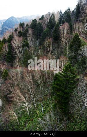 Vista dalla funivia di Shinatoka nelle Alpi giapponesi, prefettura di Gifu, Giappone. Foto Stock