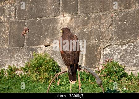 Un falco di Harris (Parabuteo unicinctus) si trova sul guanto di un falconiere, mostrando i suoi talenti acuti e la sua posizione potente. Foto Stock