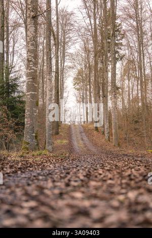 Uno stretto sentiero si snoda attraverso una foresta autunnale, Gechingen, Calw District, Foresta Nera, Germania, Europa Foto Stock