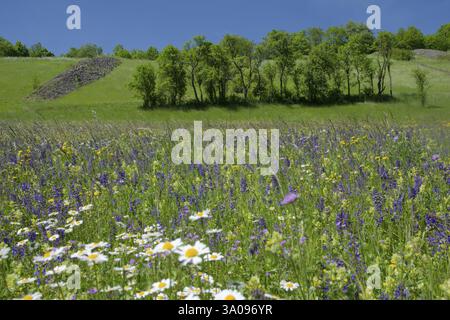 Paesaggio culturale con sbarra in pietra, prato floreale, primavera, salvia prato, margherite, valle di Kocher, Kocher, Kuenzelsau, Germania, Europa Foto Stock