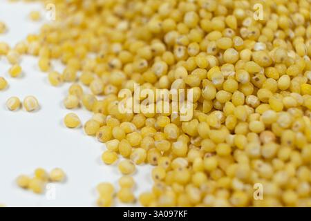 Primo piano su grani di miglio crudi biologici crudi crudi crudi. Foto Stock