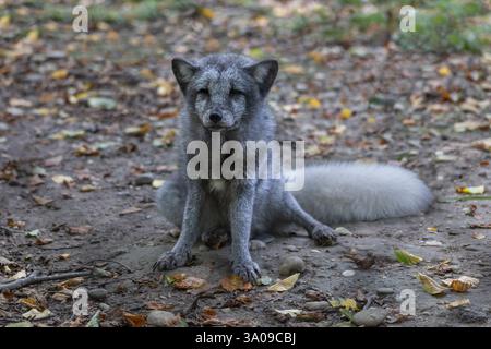 La volpe artica (Vulpes lagopus) o volpe bianca, volpe polare, volpe della neve, animale della famiglia Canidae, originario delle regioni artiche dell'Hemisphe settentrionale Foto Stock