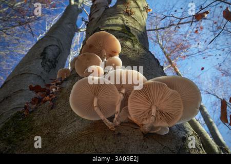 Mucidula mucida fungo non commestibile che cresce sull'albero morto Foto Stock