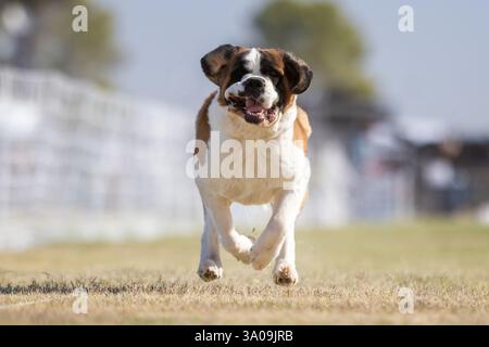 Saint Bernard Running Lure Course Sprint Dog Sport Foto Stock