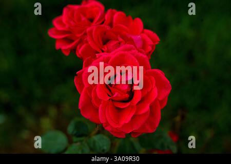 Tre rose rosse sono in un campo verde Foto Stock