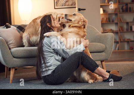 Giocare insieme. La donna e' con due cani Golden retriever a casa. Foto Stock