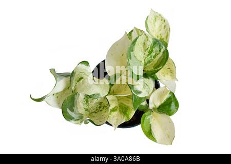 Vista dall'alto dell'esotica pianta pothos "Epipremnum Aureum Manjula" in vaso di fiori su sfondo bianco Foto Stock