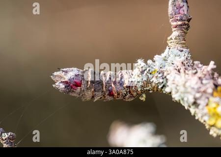 Il primo marzo, il primo giorno di sorgente meteorolocale, si trova su un melo, Malus domestica. Foto Stock