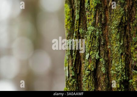 Tronco coperto di muschio verde nella foresta con sfondo sfocato, primo piano Foto Stock