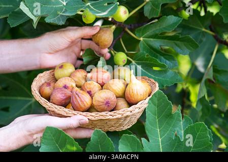 La donna raccoglie la frutta di fichi nel cestino crescendo sul ramo del fico in un frutteto biologico Foto Stock