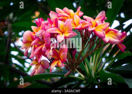 Plumeria Rubra (Frangipani) in piena fioritura con fiori vivaci in uno splendido giardino in Bolivia, perfetto per la fotografia di paesaggi tropicali Foto Stock
