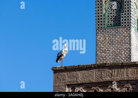 La Chellah, situata sulla riva sud dell'estuario del Bou Regreg a Rabat, in Marocco, è una necropoli medievale musulmana e sito archeologico. Foto Stock