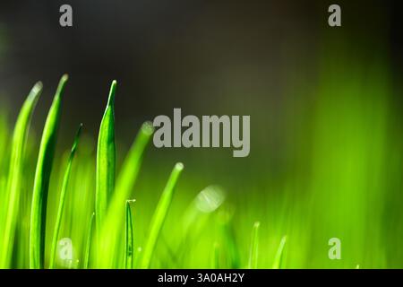 Sfondo verde naturale da erba giovane con messa a fuoco selettiva Foto Stock